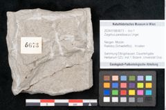 Foto (Objekt + Etikett) von Zizyphus paradisiacus Unger (NHMW-GEO-2024-0188-6673)
